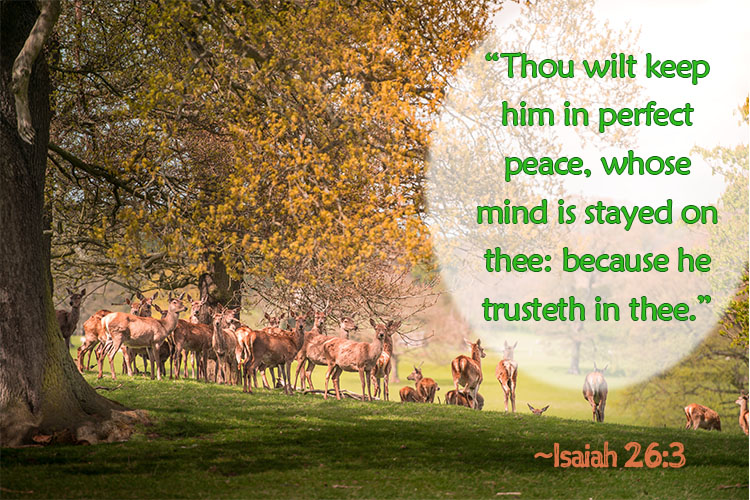Thou wilt keep him in perfect peace, whose mind is stayed on thee: because he trusteth in thee.